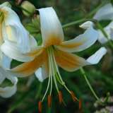 Lilium Mr Cas Pklilmca - Garden Express Australia