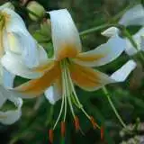 Lilium Mr Cas Pklilmca - Garden Express Australia