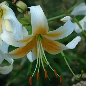 Oriental Trumpet Lilium Mr Cas Oriental Trumpet Lilium Mr Cas