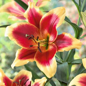 Oriental Trumpet Lilium Red Morning
