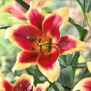 Oriental Trumpet Lilium Red Morning Oriental Trumpet Lilium Red Morning
