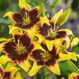 Lilium Tango Pieton Pklilpie - Garden Express Australia