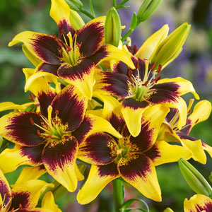 Lilium Tango Pieton Lilium Tango Pieton
