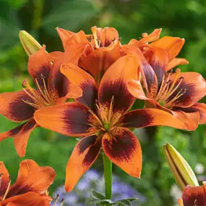 Lilium Twosome