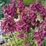 Penstemon Blackbird 2013 - Garden Express Australia