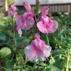 Salvia Angel Wings 68mm Salvia Angel Wings 68mm