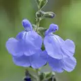 Salvia Marine Blue Lposalmbl - Garden Express Australia