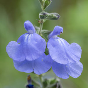 Salvia Marine Blue Salvia Marine Blue