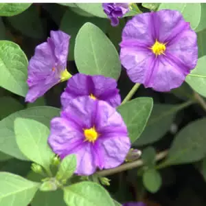 Solanum Potato Vine Blue Solanum Potato Vine Blue