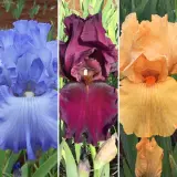Bearded Iris Collection 1 2025 Colbircol - Garden Express Australia