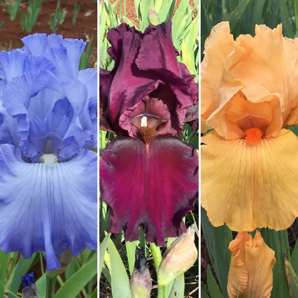 Bearded Iris Collection 1 Bearded Iris Collection 1