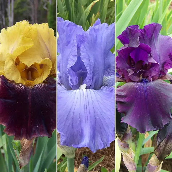 Bearded Iris Collection 2 Bearded Iris Collection 2