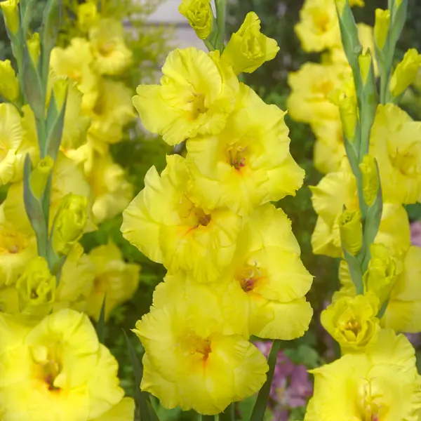 Gladioli Bananarama Gladioli Bananarama
