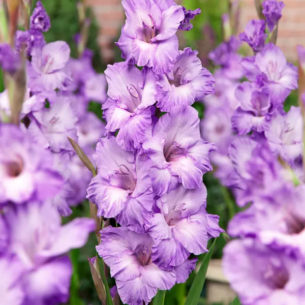 Gladioli Milka Gladioli Milka