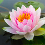 Water Lily Norma Gedye 2024 Pkwlinge - Garden Express Australia