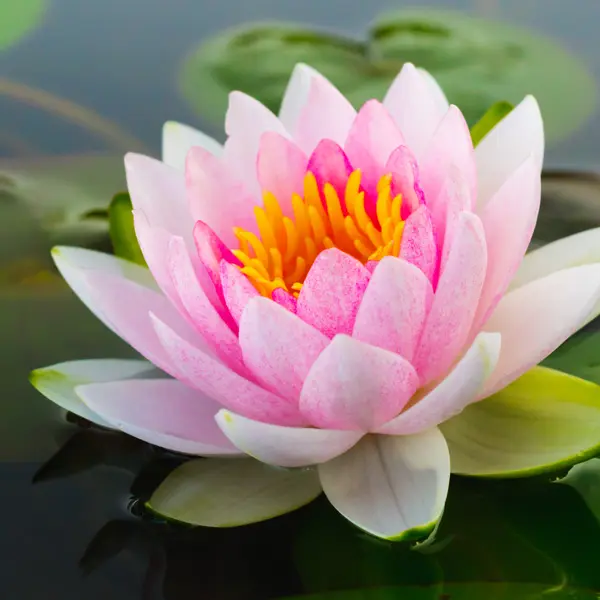 Water Lily Norma Gedye Water Lily Norma Gedye