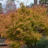 Acer Sango Kaku Treaceska - Garden Express Australia