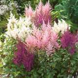Astilbe Mixed Pkastmxd - Garden Express Australia