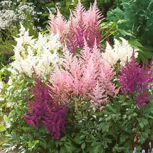 Astilbe Mixed Astilbe Mixed