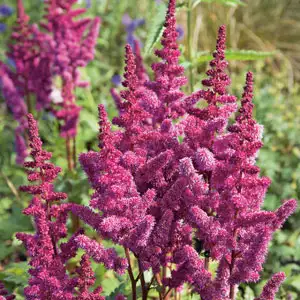 Astilbe Red Astilbe Red
