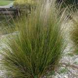Austrostipa Stipoides Austrostipa Stipoides