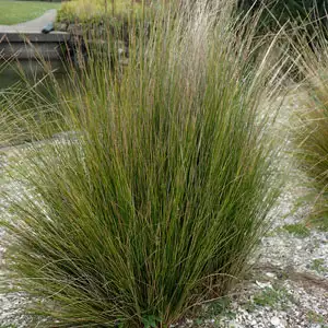 Austrostipa Stipoides Austrostipa Stipoides