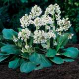 Bergenia Bressingham White Pplberbwh - Garden Express Australia