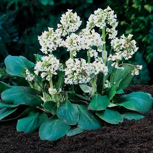 Bergenia Bressingham White Bergenia Bressingham White