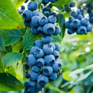 Blueberry Sunshine Blue Blueberry Sunshine Blue