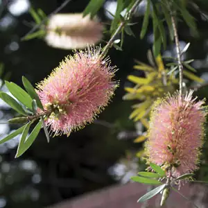 Callistemon Injune Callistemon Injune