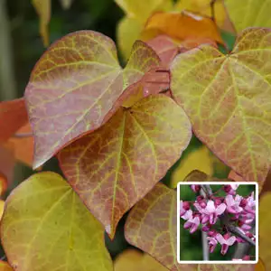 Cercis Forest Pansy Cercis Forest Pansy