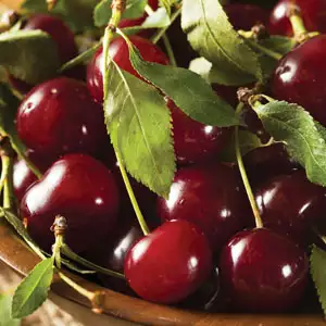 Cherry Sunburst