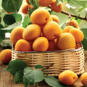 Apricot Moorpark Apricot Moorpark