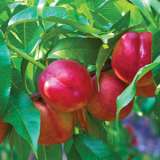 Dwarf Nectarine Necta Red Dwarf Nectarine Necta Red