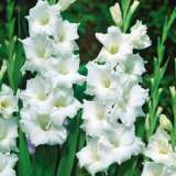 Gladioli Sophie Gladioli Sophie