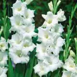 Gladioli Sophie Gladioli Sophie