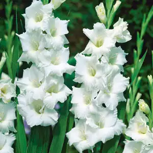 Gladioli Sophie Gladioli Sophie