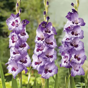 Gladioli Vista Gladioli Vista