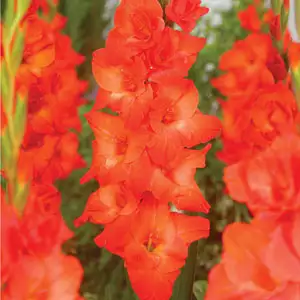 Gladioli Live Oak Gladioli Live Oak