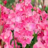 Gladiolus Pink Event Pkglapev - Garden Express Australia