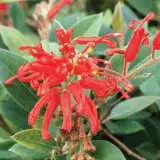 Grevillea Deua Flame Lpogredfl - Garden Express Australia