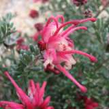 Grevillea Winter Delight By Melburnian Via Wikimedia Commons Lpogrewde - Garden Express Australia