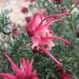 Grevillea Winter Delight 50mm Grevillea Winter Delight 50mm