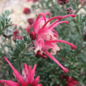 Grevillea Winter Delight 50mm Grevillea Winter Delight 50mm