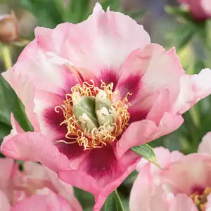 Itoh Peony Court Jester Itoh Peony Court Jester