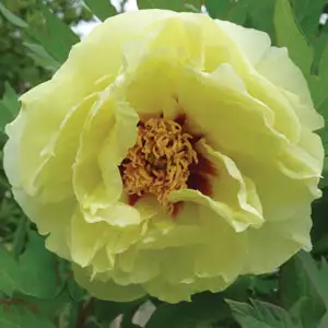 Itoh Peony Yellow Crown Itoh Peony Yellow Crown