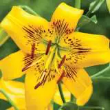 Lilium Yellow Brush Pklilybr - Garden Express Australia