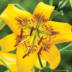 Lilium Yellow Brush