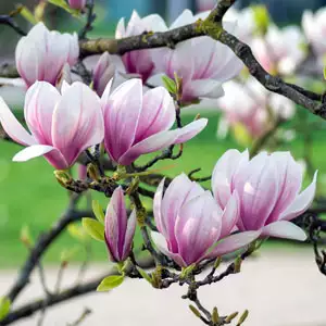 Magnolia Soulangiana – Treeling Magnolia Soulangiana – Treeling