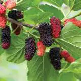 Mulberry Hicks Fancy Tremulhfa - Garden Express Australia